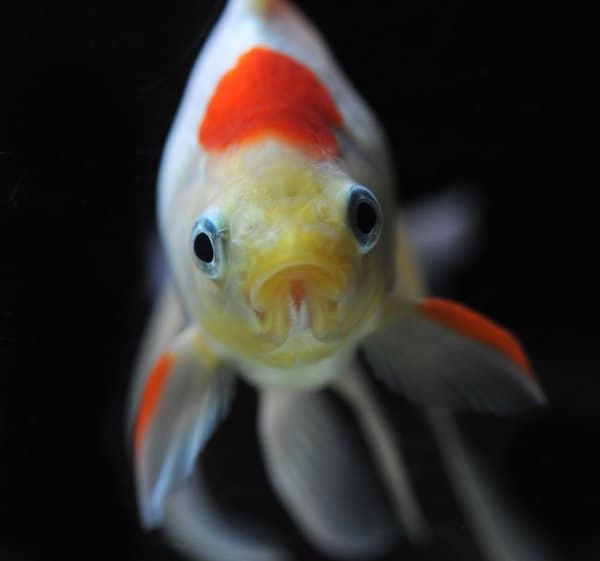 Are Goldfish Smart